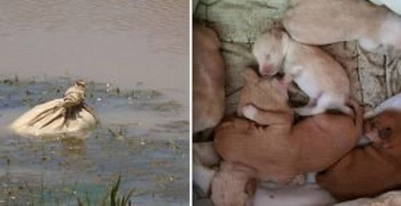 Kayakers See Potato Bag Floating In River And Hear Whimpering Puppies Inside