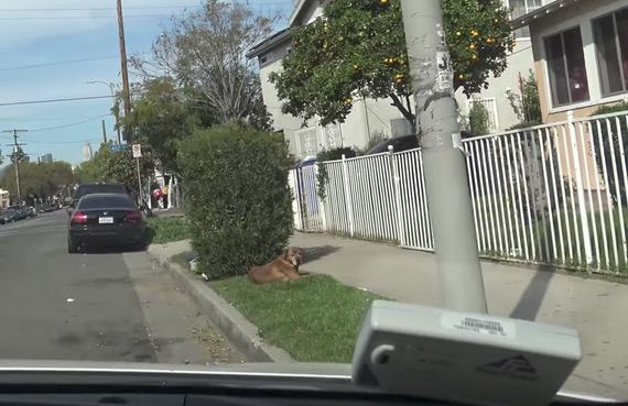 Family Moved Away And Left Their Senior Dog To Fend For Himself