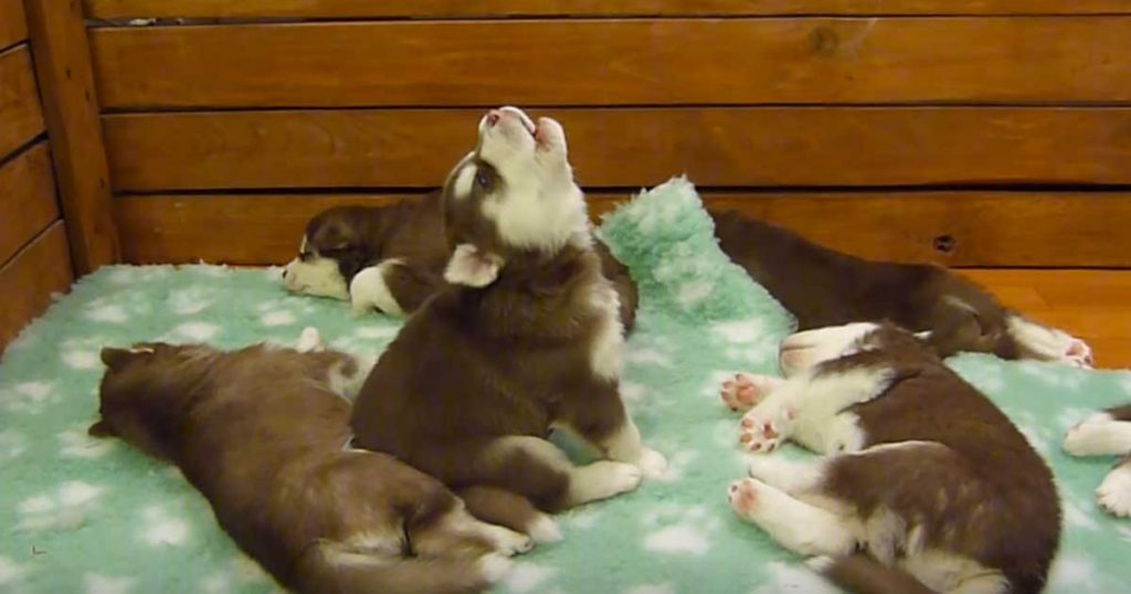 Puppy Howls To Wake Siblings Up – Has Internet In Stitches When He Sounds Like Chewbacca
