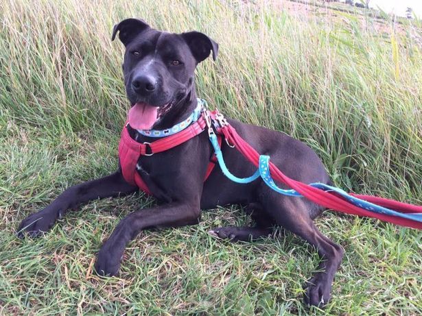 Most unwanted pet in Britain: Stanley spends his 400th day in shelter