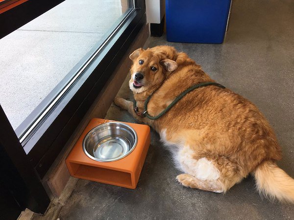 Obese Dog Named Strudel Hoping To Find Forever Home After Shedding Extra Pounds