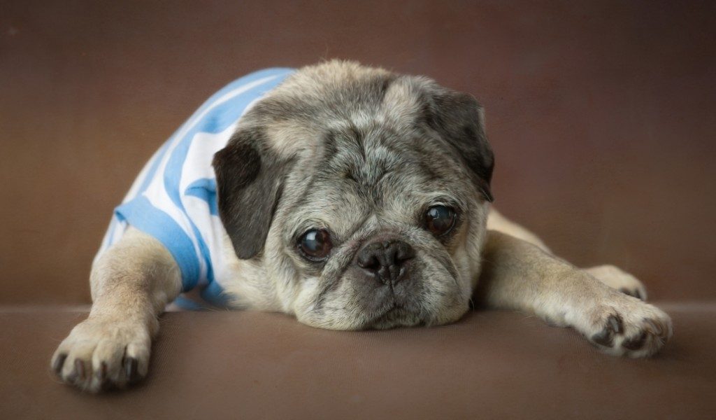 These 17 Senior Dogs Got A Second Chance At Life, And Their Faces Say It All