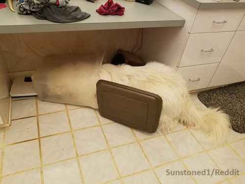 Dog Indulges Himself After Sneaking Into Food Container