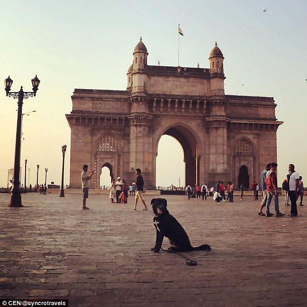 Couple’s Dog Was Stolen While Visiting India, And They Feared They’d Never See Him Ever Again