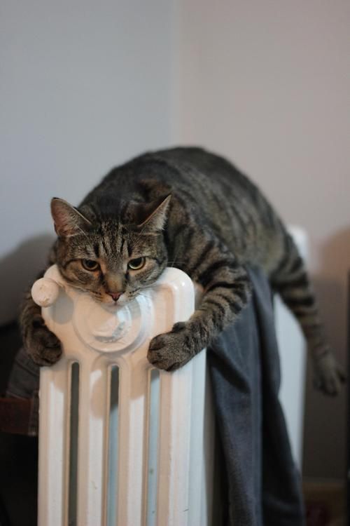 Hilarious Photos Of Cats Keeping Warm Will Teach You New Ways To Fight The Cold