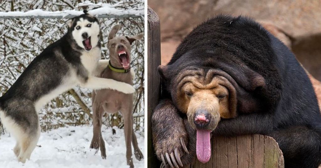 Hilariously Un-Photogenic Animals Who Took The Most Awkward Photos