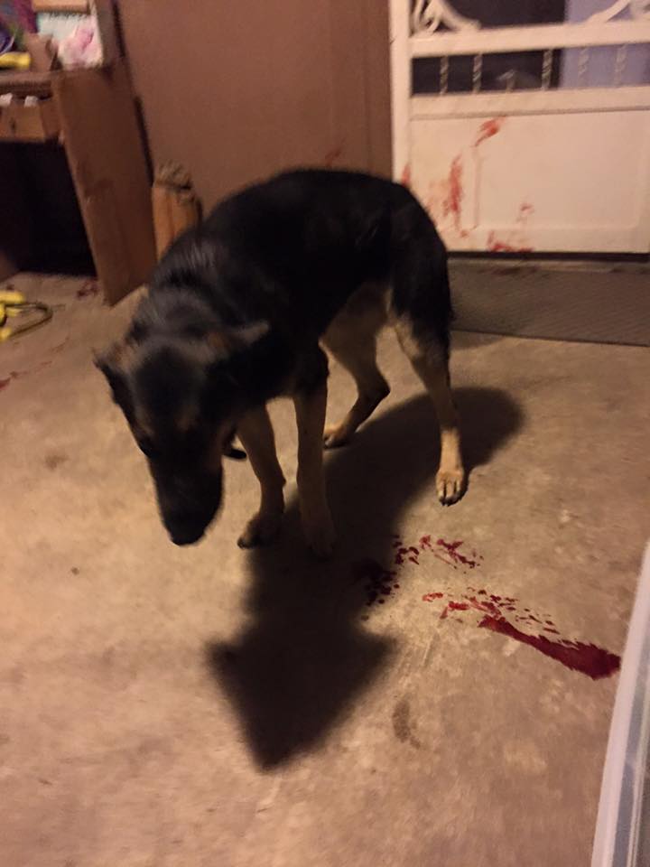 Family Comes Home From Church To Find Dog Bleeding On Porch With A Note From The Cops