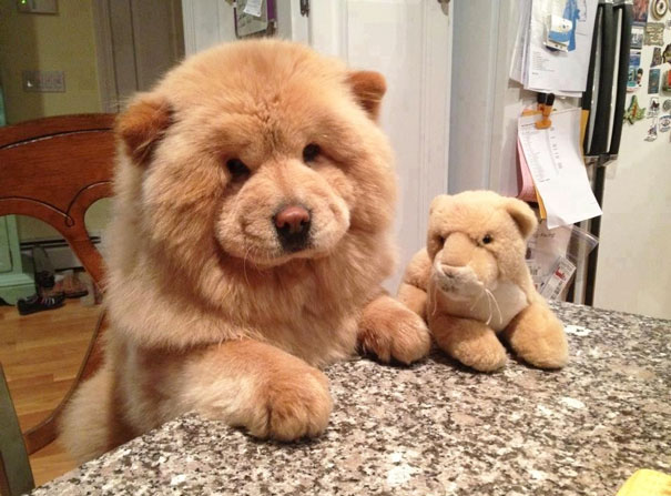 17 Chubster Pups Who Look Exactly Like Teddy Bears