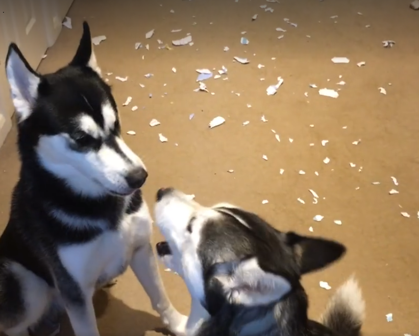 Dad Finds Mess On The Floor – Husky’s Hilarious Argument Over Who’s Responsible Goes Viral