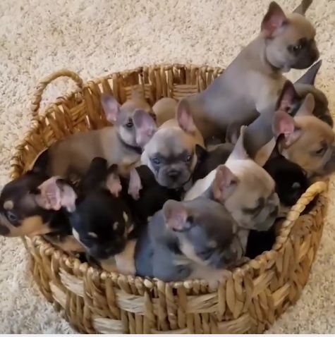 Basket O’ Puppies Is The Video Break Everyone Needs