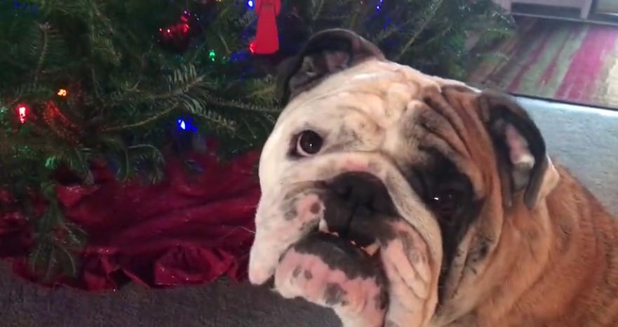 Bulldog Prepares For A Naughty Christmas