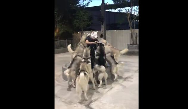 Huskies Go Loco When Their Owner Comes Back With A Husky Mask On