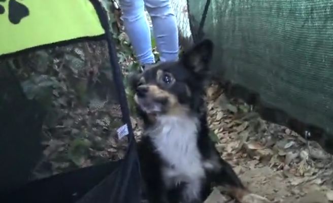 Children Try To Save These Puppies While Their Mom Was Looking For Food