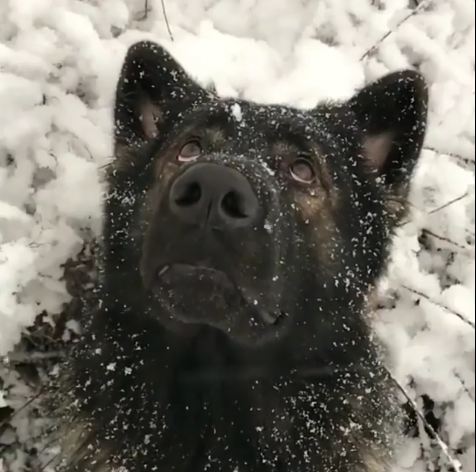 Serene, Sweet-Faced Dog Loves Watching The Snow Fall