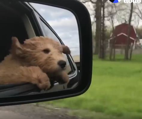 This Puppy Is On His First Road Trip & He LOVES It!