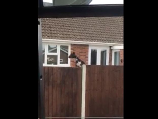 Funny bouncing dog jumps to see over fence