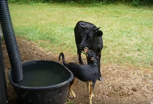 Dog and Cow Are Best Friends