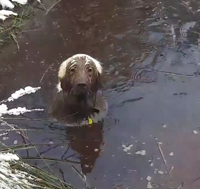 Naughty Dog Shuns Walking With His Mom, Takes Hilarious Mud Bath Instead