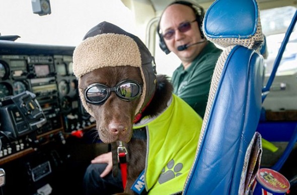 Dog Gets Honorary License to Fly