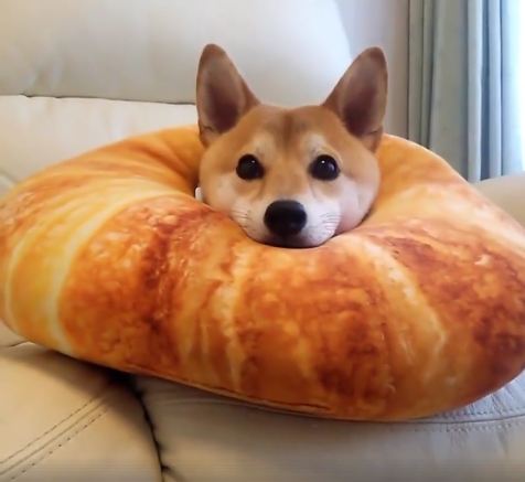 Dog In A Croissant Pillow Is The Smile You Were Waiting For Today