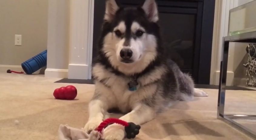 Husky throws fit when owner doesn’t play with him