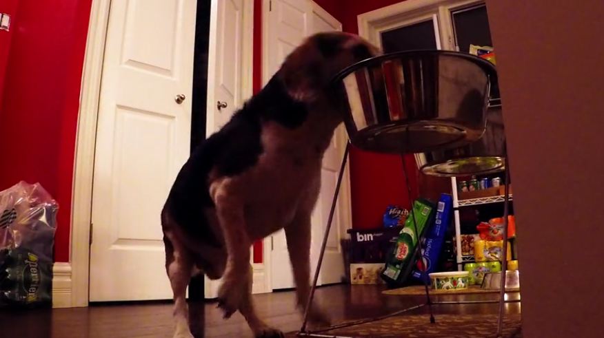 Hidden cameras catch greedy beagle stealing Great Dane’s dinner