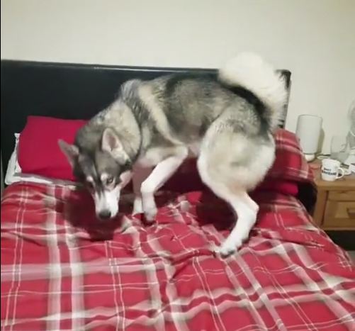 Husky’s bizarre bedtime routine will crack you up!