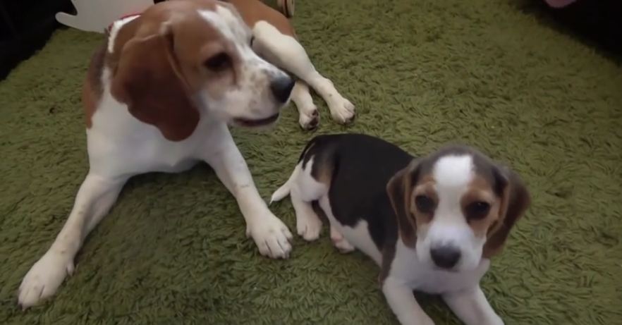 Dog shaming video for interrupting puppy training | Charlie the Dog and puppy Lilly