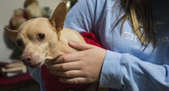 Frodo’s Friend: Good Samaritan Picks Up Vet Bill For Little Girl’s Ailing Dog