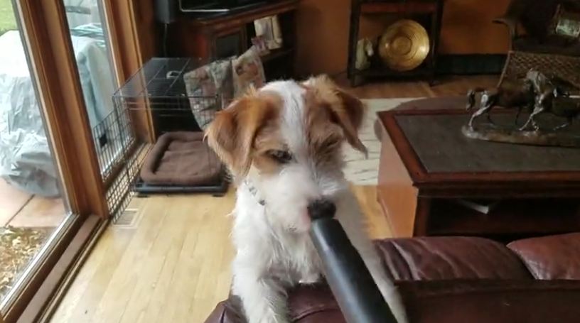 Puppy has comical interaction with vacuum cleaner
