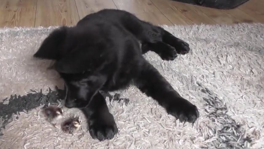 Puppy grows up surrounded by baby chicks