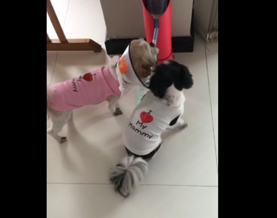 Polite dogs line up single file for drink of water