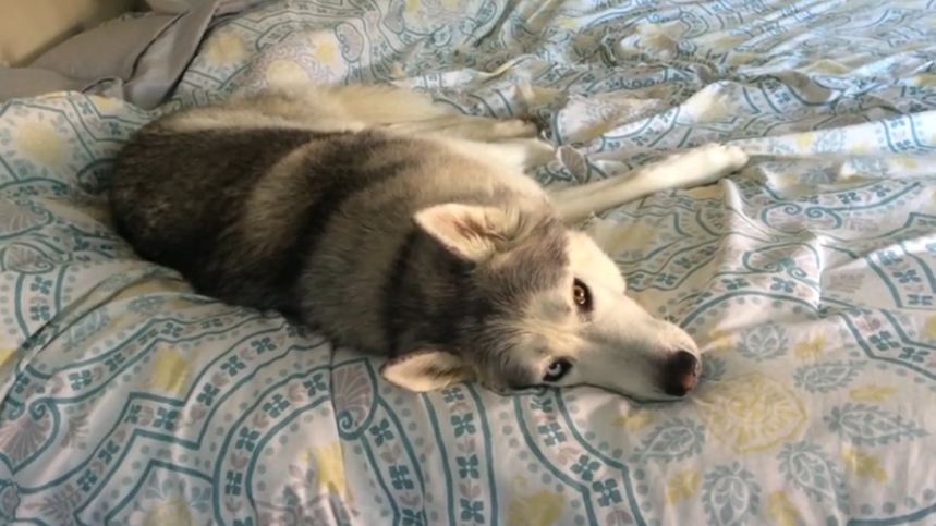 Stubborn husky won’t get out of bed