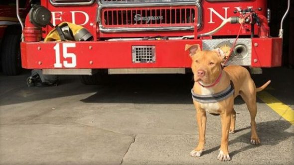 She Was Abandoned In A Crack House, Now She’s a NYC Fire Dog!