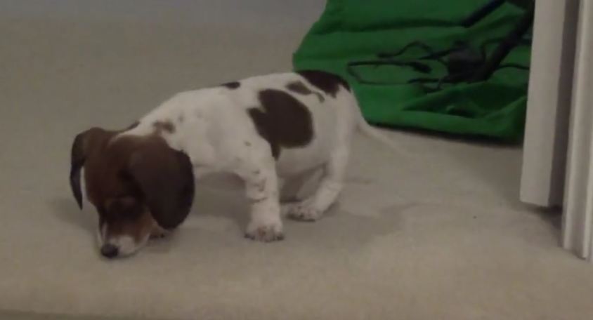 Tiny puppy conquers “giant” step fear