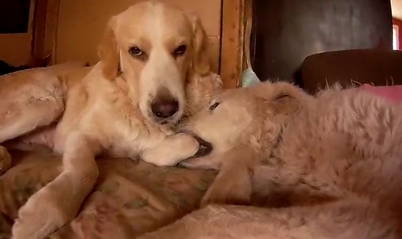 Dog tries to get friend to play before bed