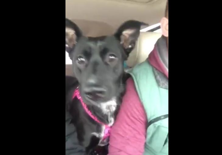Dog realizes she’s at dog park, loses her mind