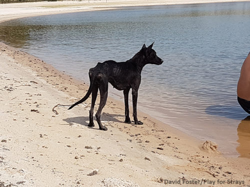 Dog Dubbed “Amazon Girl” Was Rescued From The Jungle With Only Days Left To Live