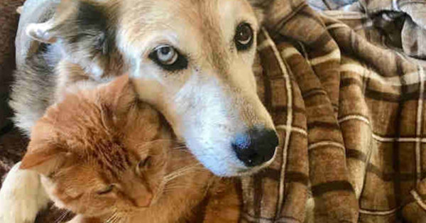 Once Terrified Of Dogs, This Rescued Cat Is Loving And Living More And More Each Day