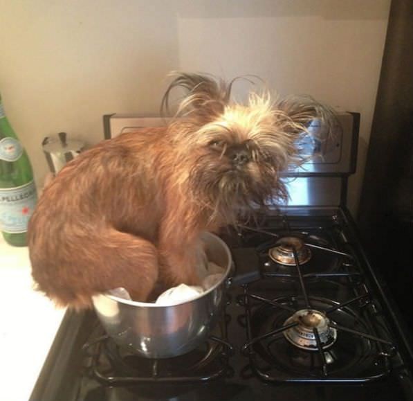Things You Didn’t Know Your Dog Was Doing When Left Home Alone