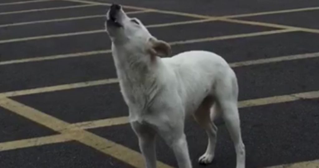 Abandoned Dog Howls While Waiting For Owner Who Will Never Return – Finally, The Wait Pays Off
