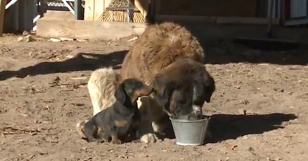 Tiny Dachshund Causes A Big Ruckus To Save 180-Pound Saint Bernard Friend