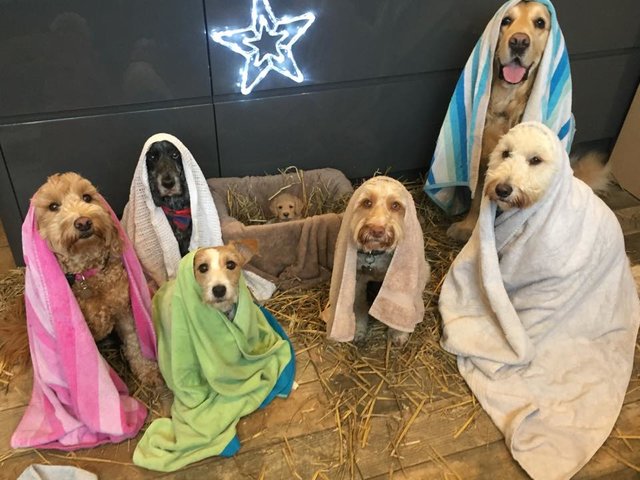 Freshly Groomed Dogs Pose In Their Very Own Version Of The Nativity Scene