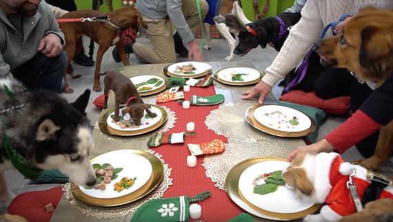 Overlooked Shelter Dogs Selected For Best Holiday Ever