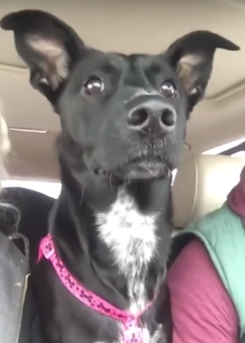 Dog’s Just Along For The Ride When She Finds Out They’re Heading To The Park
