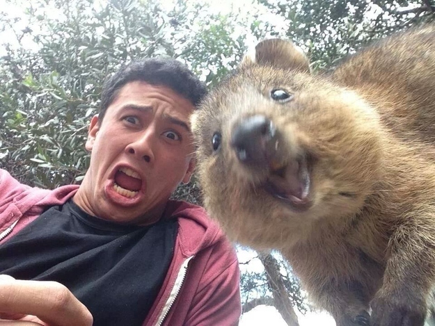 19 Animal Photobombs That Are So Funny, You’d Swear They Were Done On Purpose