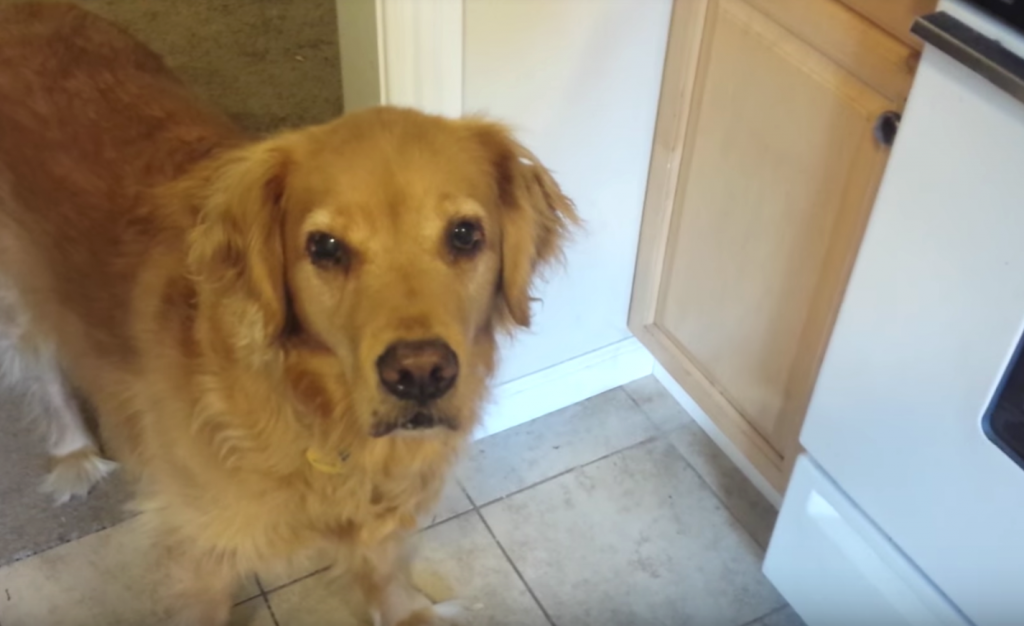 Picky Dog Won’t Eat Her Dry Food Until Dad ‘Cooks’ It