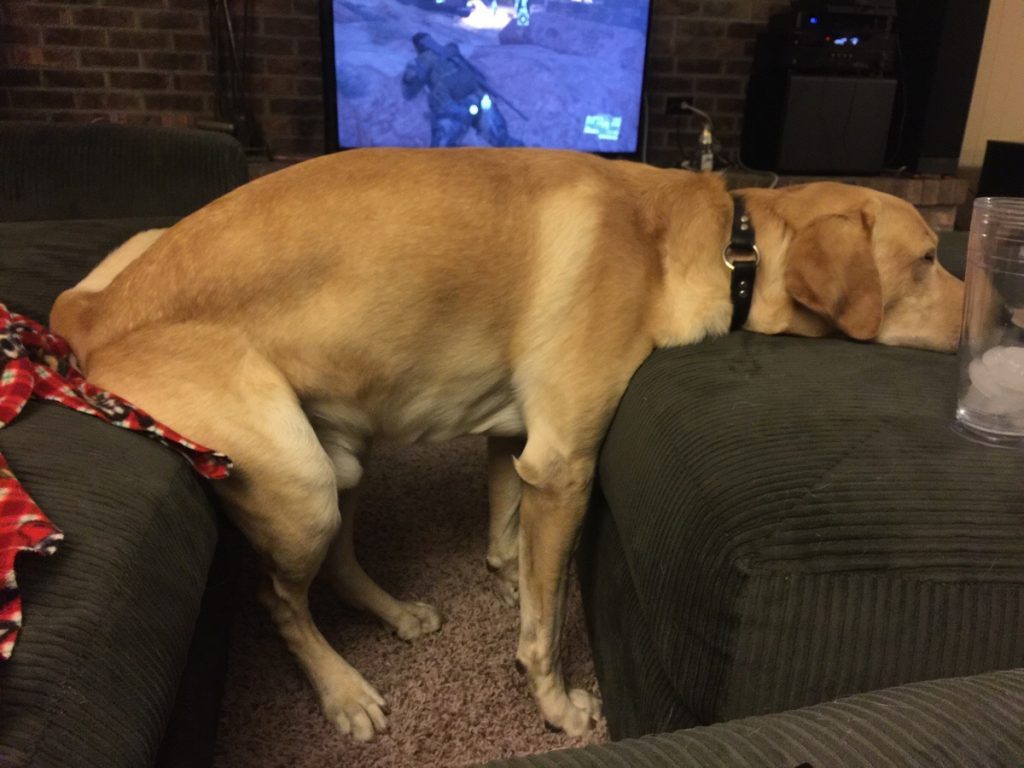 17 Clever Dogs Who Found Ways To Bend All The Rules