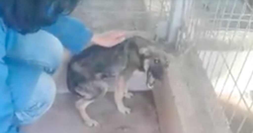 Shelter Dog Screams In Fear Every Time Someone Approaches, Until Angel Shows Up