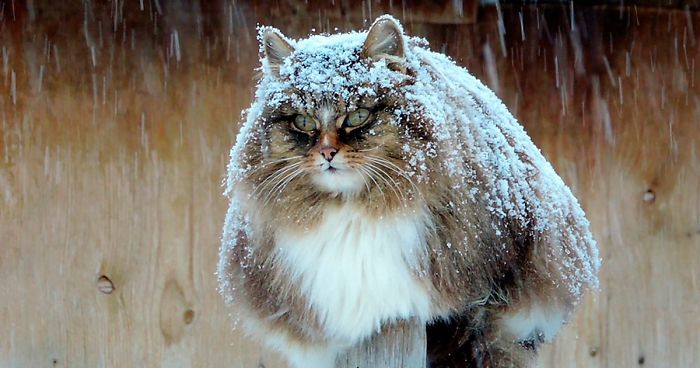 Siberian Farm Cats Have Absolutely Taken Over This Farmer’s Land, And They’re Absolutely Majestic